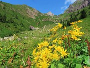Pizzo dei Tre Signori (2554 m) dalla Val d’Inferno fiorita-24lu24 - fotogallery